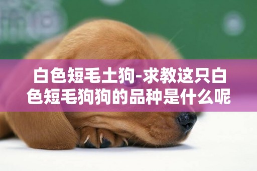 白色短毛土狗-求教這只白色短毛狗狗的品種是什么呢？謝謝回答啊！