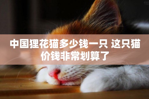 中國貍花貓多少錢一只 這只貓價錢非常劃算了