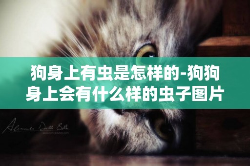 狗身上有蟲是怎樣的-狗狗身上會有什么樣的蟲子圖片