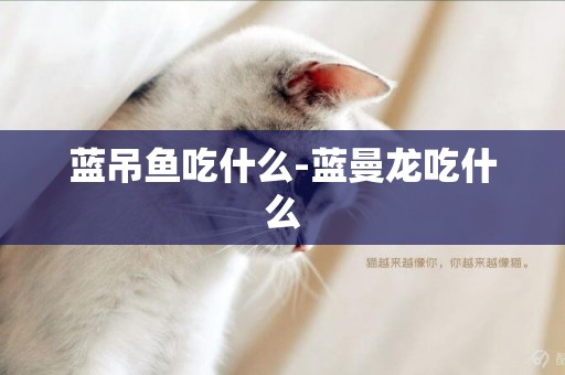 藍吊魚吃什么-藍曼龍吃什么