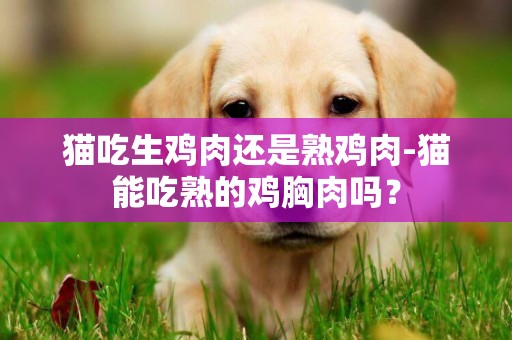 貓吃生雞肉還是熟雞肉-貓能吃熟的雞胸肉嗎？
