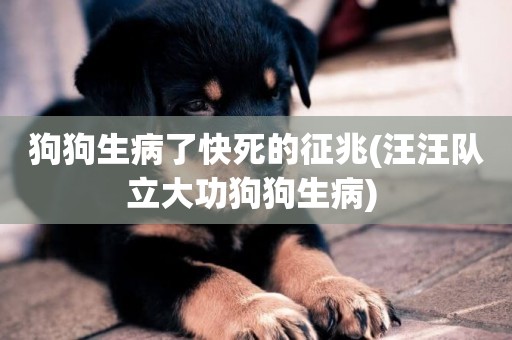 狗狗生病了快死的征兆(汪汪隊立大功狗狗生病) 