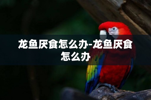 龍魚厭食怎么辦-龍魚厭食怎么辦