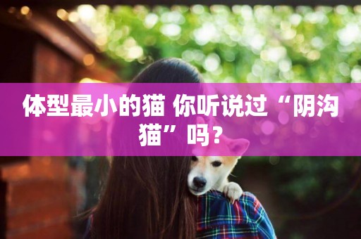 體型最小的貓 你聽說過“陰溝貓”嗎？