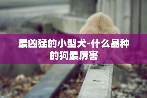 最兇猛的小型犬-什么品種的狗最厲害