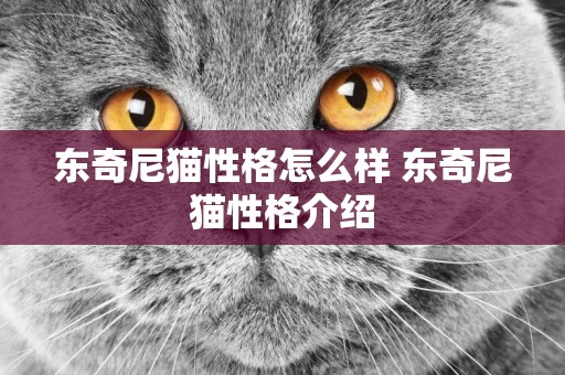 東奇尼貓性格怎么樣 東奇尼貓性格介紹