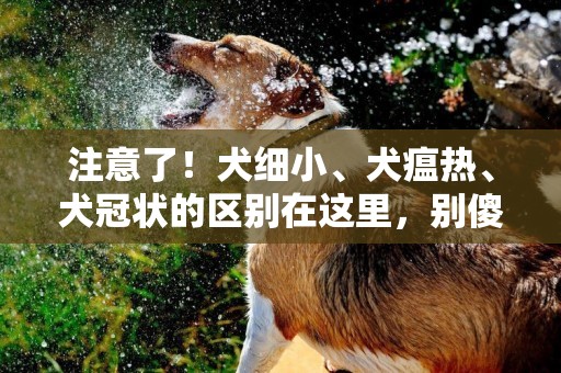 注意了！犬細小、犬瘟熱、犬冠狀的區別在這里，別傻傻分不清楚！ 