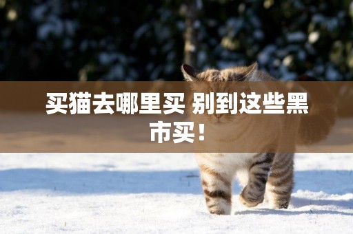 買貓去哪里買 別到這些黑市買！