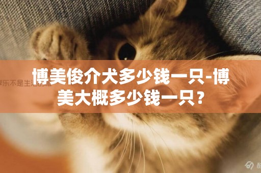 博美俊介犬多少錢一只-博美大概多少錢一只？