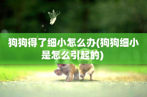 狗狗得了細小怎么辦(狗狗細小是怎么引起的) 