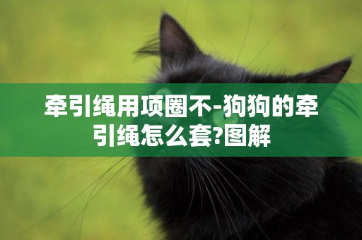 牽引繩用項圈不-狗狗的牽引繩怎么套?圖解