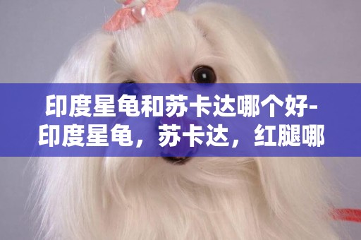 印度星龜和蘇卡達哪個好-印度星龜，蘇卡達，紅腿哪個貴