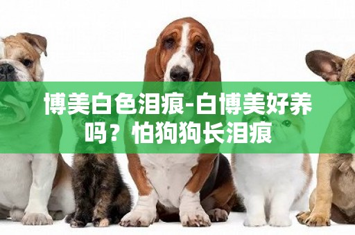博美白色淚痕-白博美好養嗎？怕狗狗長淚痕