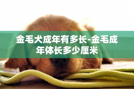 金毛犬成年有多長-金毛成年體長多少厘米