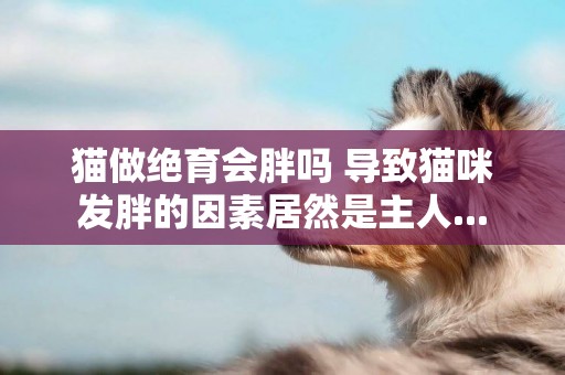 貓做絕育會胖嗎 導致貓咪發胖的因素居然是主人...