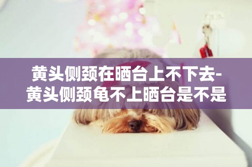黃頭側頸在曬臺上不下去-黃頭側頸龜不上曬臺是不是燈的原因