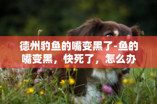 德州豹魚的嘴變黑了-魚的嘴變黑，快死了，怎么辦