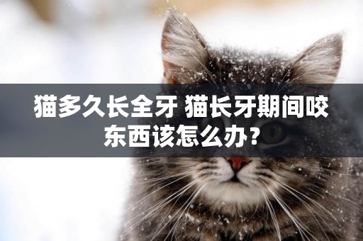 貓多久長全牙 貓長牙期間咬東西該怎么辦？
