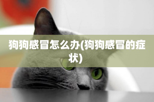 狗狗感冒怎么辦(狗狗感冒的癥狀) 