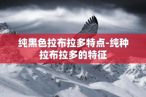 純黑色拉布拉多特點-純種拉布拉多的特征
