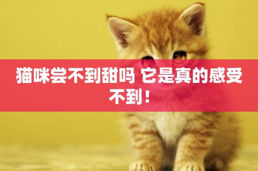 貓咪嘗不到甜嗎 它是真的感受不到！