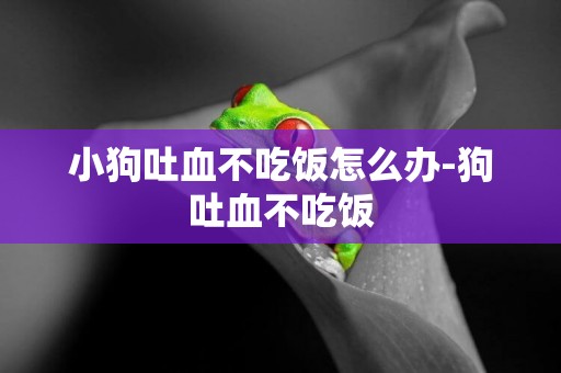 小狗吐血不吃飯怎么辦-狗吐血不吃飯