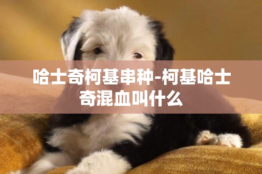 哈士奇柯基串種-柯基哈士奇混血叫什么