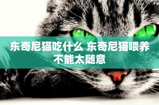 東奇尼貓吃什么 東奇尼貓喂養不能太隨意