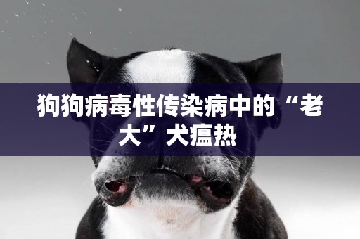 狗狗病毒性傳染病中的“老大”犬瘟熱 