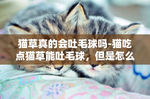 貓草真的會吐毛球嗎-貓吃點貓草能吐毛球，但是怎么讓他不到處亂吐