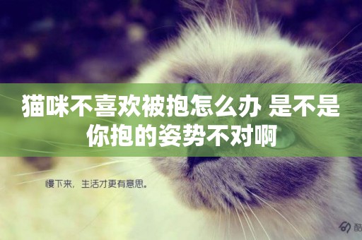貓咪不喜歡被抱怎么辦 是不是你抱的姿勢不對啊