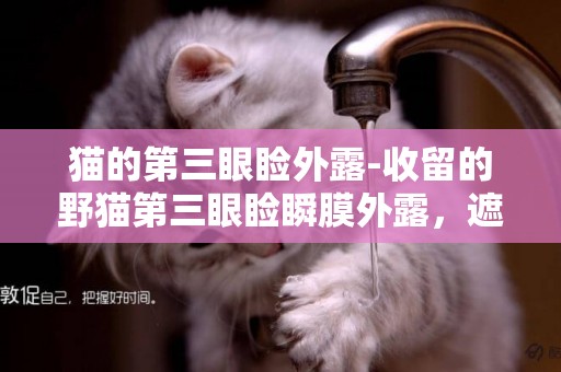 貓的第三眼瞼外露-收留的野貓第三眼瞼瞬膜外露，遮蓋眼睛1/2，情況緊急!!