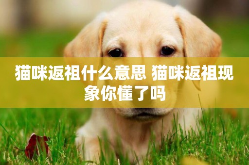貓咪返祖什么意思 貓咪返祖現象你懂了嗎