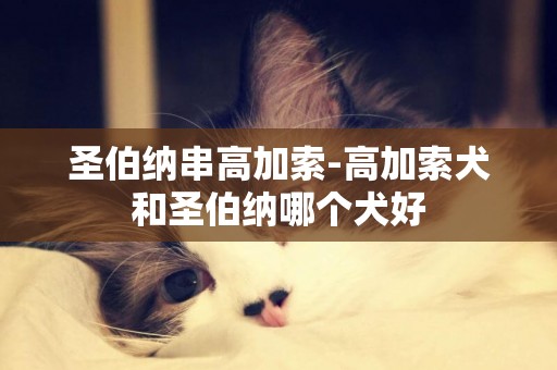 圣伯納串高加索-高加索犬和圣伯納哪個犬好