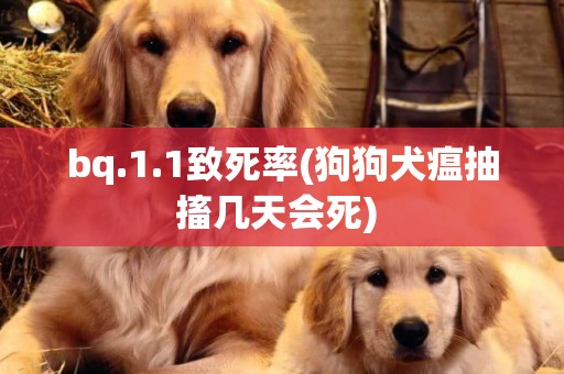 bq.1.1致死率(狗狗犬瘟抽搐幾天會死) 