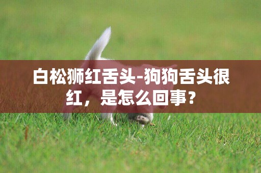 白松獅紅舌頭-狗狗舌頭很紅，是怎么回事？