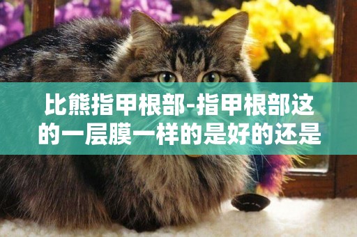比熊指甲根部-指甲根部這的一層膜一樣的是好的還是壞的..