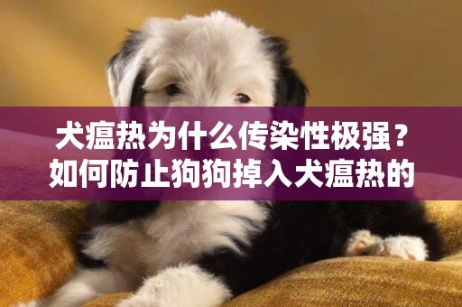 犬瘟熱為什么傳染性極強？如何防止狗狗掉入犬瘟熱的魔爪？ 