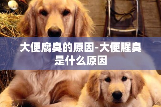 大便腐臭的原因-大便腥臭是什么原因