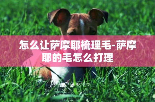怎么讓薩摩耶梳理毛-薩摩耶的毛怎么打理