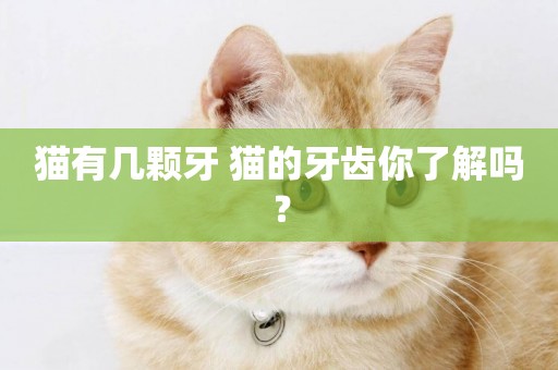 貓有幾顆牙 貓的牙齒你了解嗎？