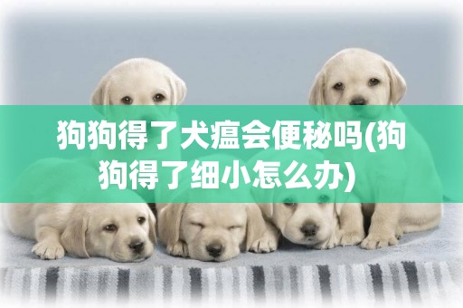 狗狗得了犬瘟會便秘嗎(狗狗得了細小怎么辦) 