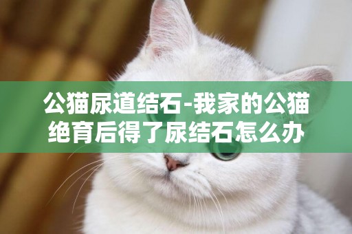 公貓尿道結石-我家的公貓絕育后得了尿結石怎么辦