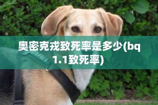 奧密克戎致死率是多少(bq1.1致死率) 
