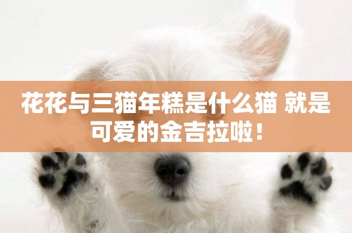 花花與三貓年糕是什么貓 就是可愛的金吉拉啦！