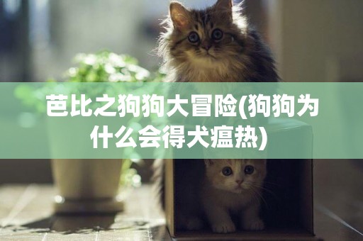 芭比之狗狗大冒險(狗狗為什么會得犬瘟熱) 