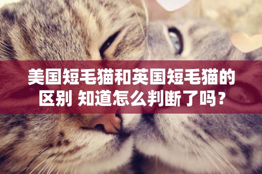美國短毛貓和英國短毛貓的區別 知道怎么判斷了嗎? 美國短毛貓和英國短毛貓的區別 知道怎么判斷了嗎?