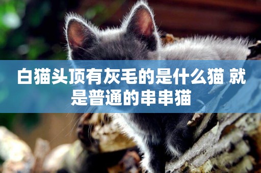 白貓頭頂有灰毛的是什么貓 就是普通的串串貓 白貓頭頂有灰毛的是什么貓 就是普通的串串貓
