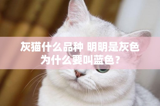 灰貓什么品種 明明是灰色為什么要叫藍色？