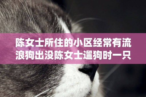 陳女士所住的小區經常有流浪狗出沒陳女士遛狗時一只體型較大的(狗犬瘟的癥狀是什么樣) 